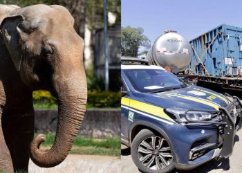 Elefante Sandro passa por Mato Grosso do Sul a caminho de santuário em Mato Grosso
