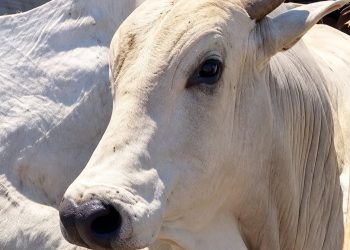 Boitel Morada do Boi Gordo embarca animais com carcaças que chegaram a 720 quilos