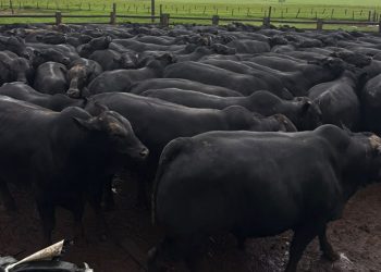 Boitel Morada do Boi Gordo acelera ganho de peso e rentabilidade com Cruzamento Industrial em Camapuã